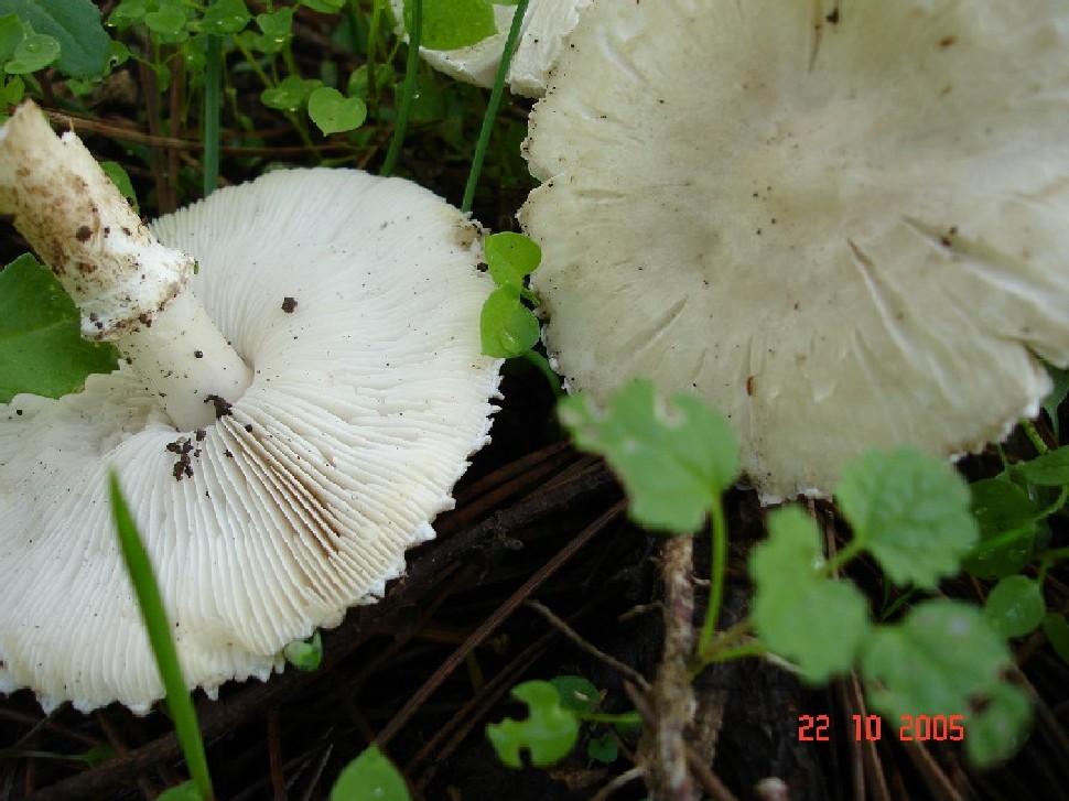 Tricoloma fracticum, Agrocybe pediades?,Clitocybe alexandri?